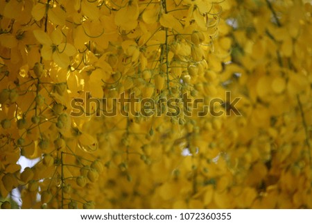 Cassia fistula or golden shower national flower of thailand