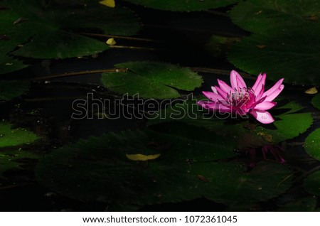 Beautiful Lotus in Lotus pond 