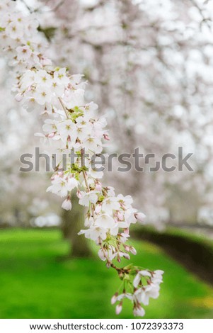 White Blossom Cherry Tree during Spring Season on White Background