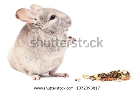 light chinchilla, chinchilla eating, chinchilla on white background, chinchilla food
