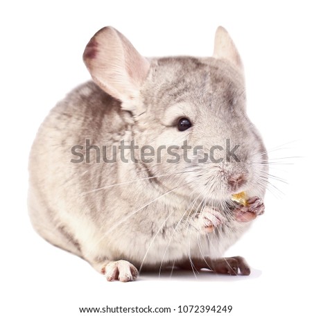light chinchilla, chinchilla eating, chinchilla on white background, chinchilla food