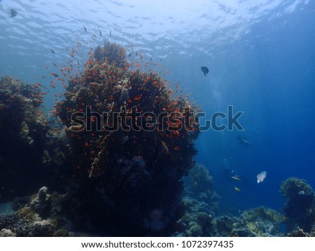 red sea scuba diving picture