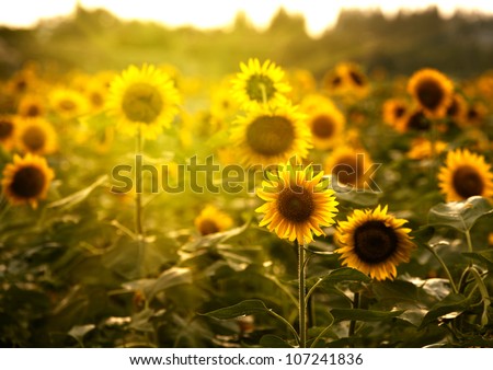 Sunflower Royalty-Free Stock Photo #107241836
