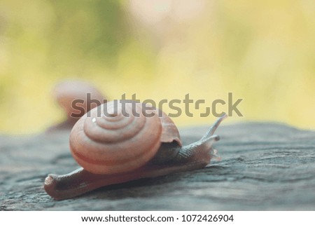 Snail on the old wooden floor.