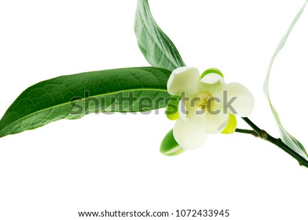 White magnolia flower on isolated background.