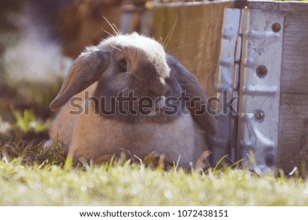 Sweet dwarf rabbit