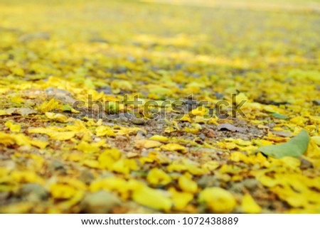 Soft focus blurred yellow flower fall on ground for background