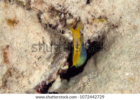 Ribbon eel  (Rhinomuraena quaesita). Picture was taken in the Banda sea, Ambon, West Papua, Indonesia