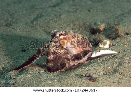 Coconut octopus (Amphioctopus marginatus). Picture was taken in the Banda sea, Ambon, West Papua, Indonesia