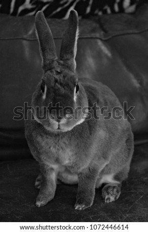 Black and White Portrait of a Mini Rex Rabbit