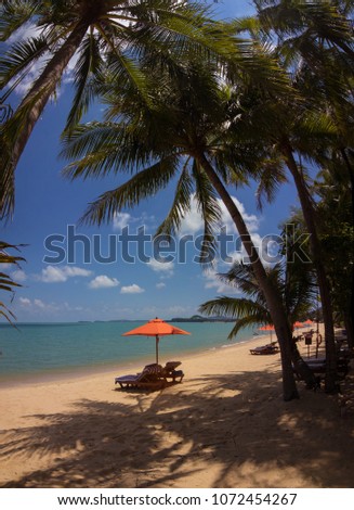 Sunny day on the beach near the sea, palms, umbrellas and chaise lounges
