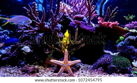 Fromia starifish in aquarium