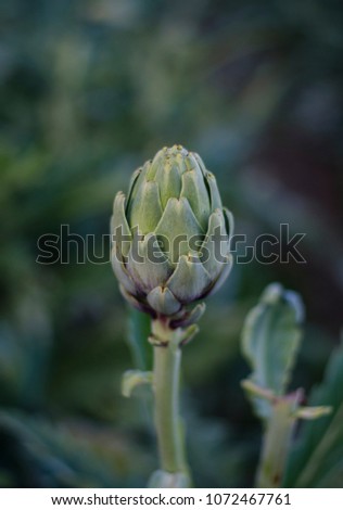 Close up picture of artichoke isolated