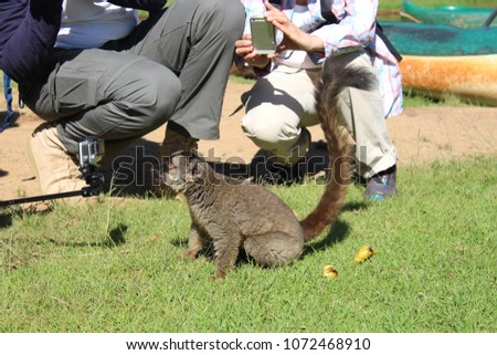 Tourists taking picture of the brown lemur in Andasibe-Mantadia National Park, Madagascar