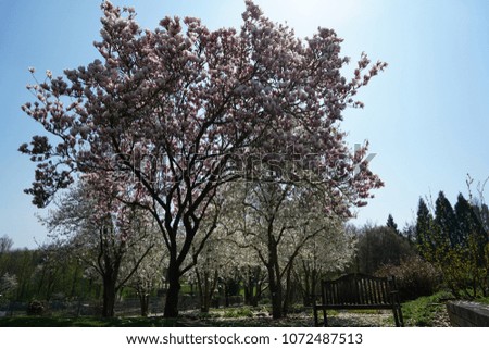 Magnolia, magnoliaceae, denudata is Flowering plants spotted and photographed in spring in Germany