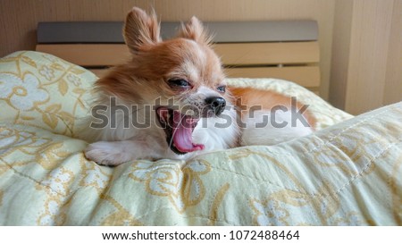 Chihuahua dog yawning on the bed.