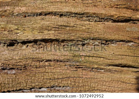 Wonderful close up photo of structures of old trees.