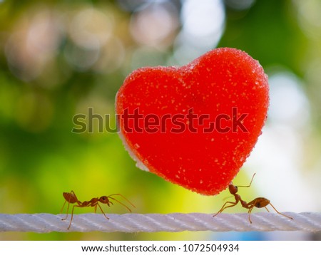 ants carry heart on white rope in green background.i love you.