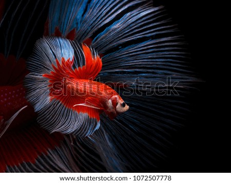 Red color Siamese fighting fish(Rosetail),fighting fish,Betta splendens,on black background