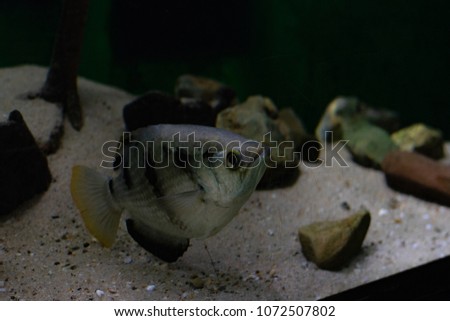 exotic fish of rhenen 