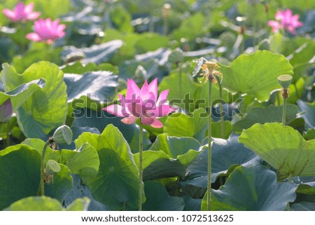 Pink lotus on the garden