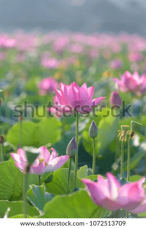 Pink lotus on the garden