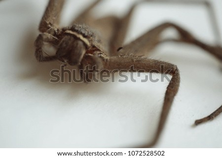Spider on a white background.