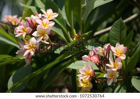 Close up of Plumeria flower or  Lilawadee Flower
