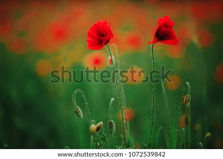 
two poppies in the field