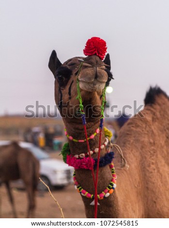 Camels in the Pushkar fair mella