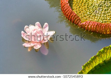 Victoria Amazonica Giant Water Lilies closeup