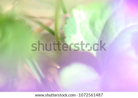 Soft blureed background, Pink and green abstract, Plants