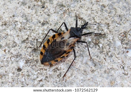 Black and brown Kissing bug.