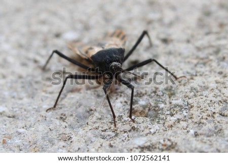 Black and brown Kissing bug.