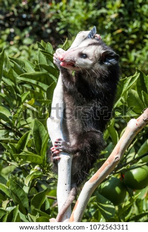 Virginia Opossum (Didelphis virginiana) in Los Angeles, California, USA