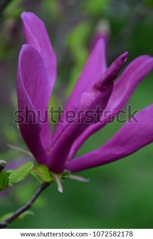 Purple magnolia in bloom