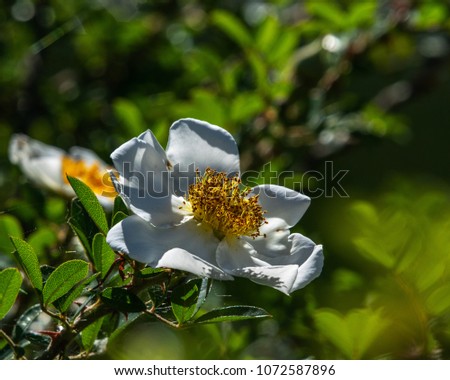 A wild rose in the spring sunlight!
