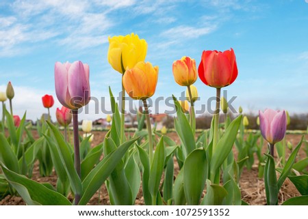group of blooming tulip blossoms in various colors, at the field