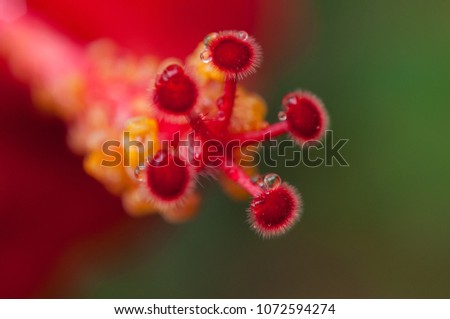 Close up macro of hibiscus tentacle flower in vivid  red colors.