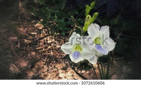 Dark tone background.Beautiful white flower.