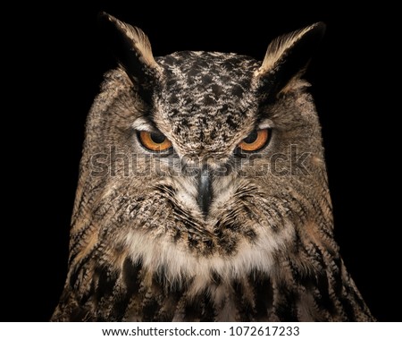 A Frontal Portrait of an Eurasian Eagle Owl Against a Black Background