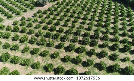 Aerial bird view picture of Citrus orchard genus of flowering trees these genus produce citrus fruits including important crops like oranges lemons grapefruit pomelo and limes