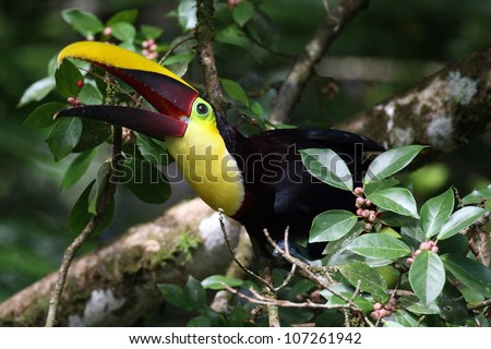 Chestnut-mandibled Toucan (Ramphastos swainsonii) at Selva Verde, Costa Rica, throwing back a fruit