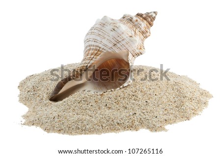 Closeup shell picture isolated on white background