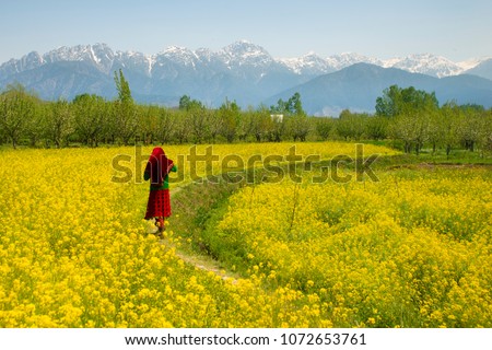 Mustard field in Pahalgam Kashmir India . A Muslim Kashmiri girl or Indian girl walking in the mustard field isolated on snow hill background. Royalty-Free Stock Photo #1072653761