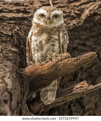 beautiful indian owl