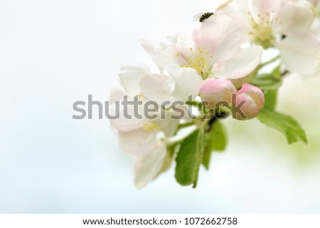 White apple blossoms in springtime.