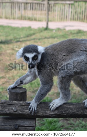Lemur posing on fence
