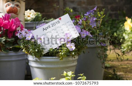 This is the image of departing April 2018. Calendar of the month April with a small heart is among flower pots with cyclamen, pansys and primroses in ? garden.