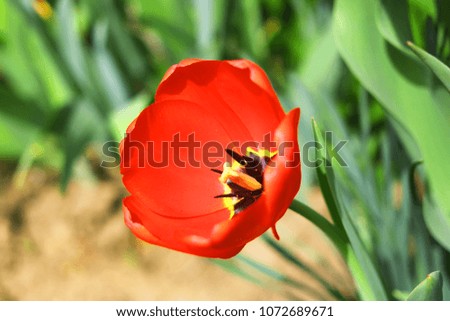 flower tulip. toned. natural background.